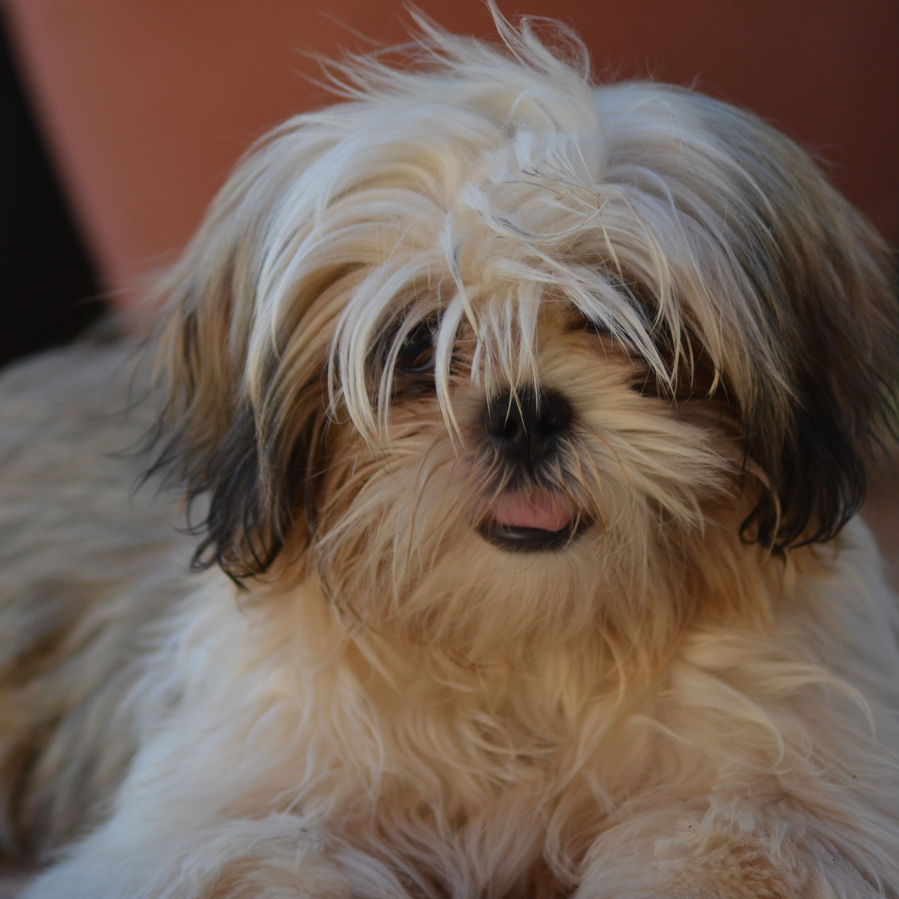 Accessoires Chiens